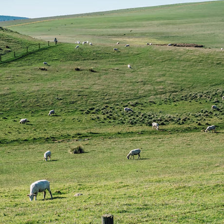 M.I.R.A Pasture Plan