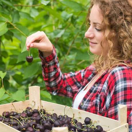 M.I.R.A Wicking Berry Orchard